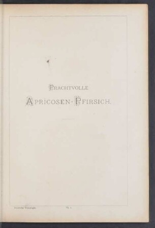 VI. 1. Prachtvolle Apricosen-Pfirsich
