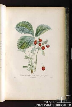 Pl. LII. Fraisier de Virginie à petites fleurs.
