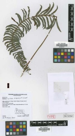 Blechnum smilodon M.Kessler & Lehnert [paratype]