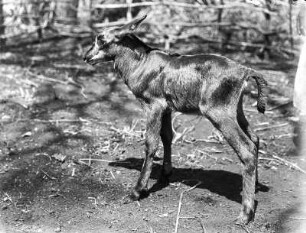 Rappenantilope : Eine junge Rappenantilope.