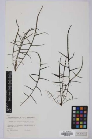 Sonchus canariensis (Sch.Bip.) Boulos