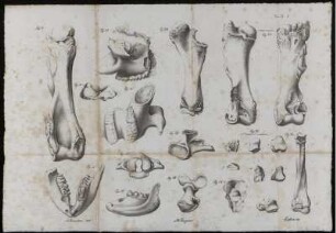 Fig. 13 [bis] Fig. 25