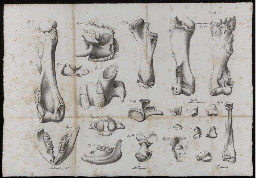 Fig. 13 [bis] Fig. 25