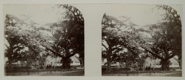 "Scène de village vue de loin. Tonga".