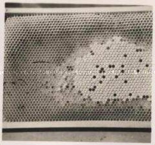 Bienenzucht, Maden verschiedenen Alters