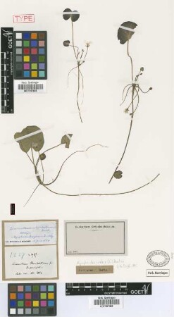 Limnanthemum humboldtianum (Kunth) Griseb. var. parvifolium Griseb.