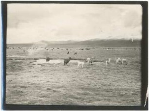 Lamas und Alpakas im Becken von Sajama
