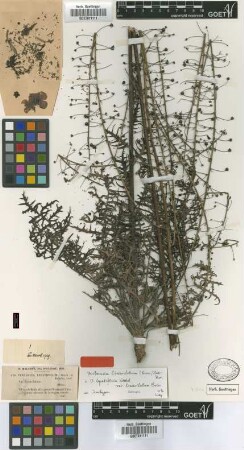 Verbascum lyratifolium Koch var. linearilobum Boiss.[isotype]