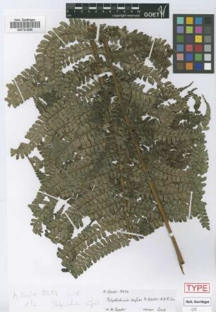 Polystichum rufum M.Kessler & A.R.Sm. [paratype]