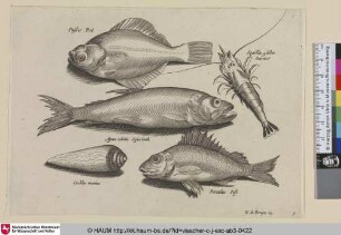 Passer Bot; Squilla gibba; Garner; Aqua cobitis Spierinck; Cochlea marina; Porculus Post [Flunder, Garnele, Stint und eine Muschel; A Flounder, Shrimp, Smelt, and a Seashell]