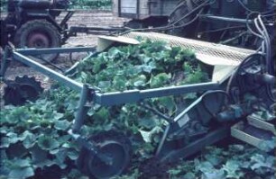 Fotografie: Gartenbautechnik-Freiland, Erntetechnik, Einlegegurken