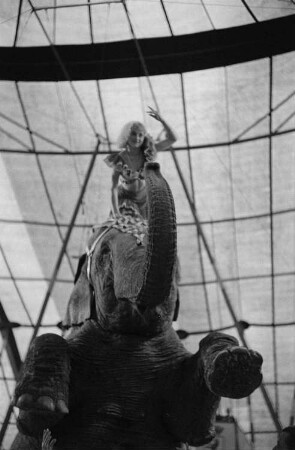 Eine Artistin reitet auf einem sich aufbäumenden Elefanten in der Manege des Volkseigenen Circus Aeros