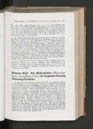 Der Mohrenfalter (Heterop=terus morpheus Pall.) ein Tagfalter=Neuling Schleswig=Holsteins.