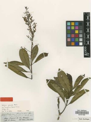 Vochysia grandis Mart. var. uaupensis Warm.[isotype]