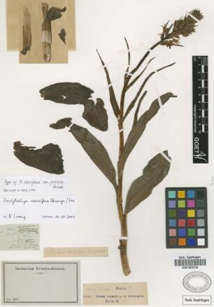 Orchis saccifera Brongn. var. procera Griseb.[holotype]