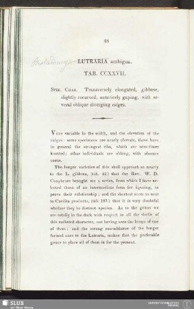 Lutraria ambigua. Tab. CCXXVII