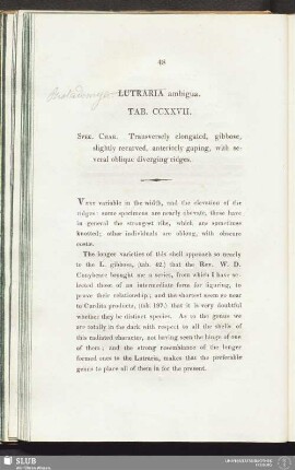 Lutraria ambigua. Tab. CCXXVII