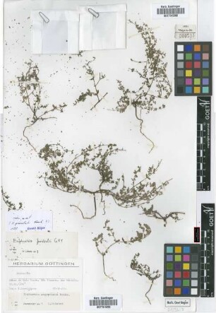 Euphorbia