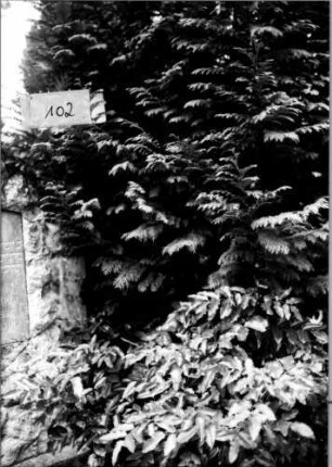 Grabstein 102