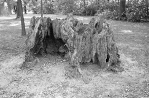 Berli-Pankow : In Berli-Pankow, Schlosspark