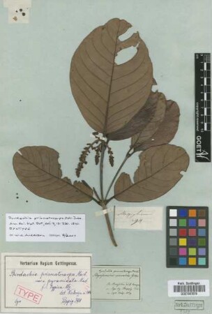 Burdachia prismatocarpa A.Juss. var. Nied. pyramidata[type]