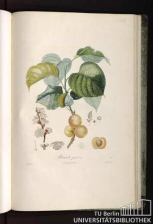 Pl. LIII. Abricot précoce.