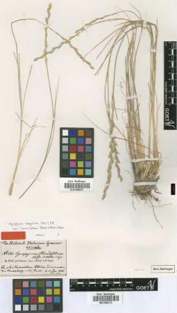 Agropyron flaccidifolium Boiss. & Heldr. [type]