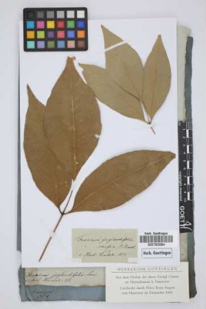 Fraxinus juglandifolia Lam.