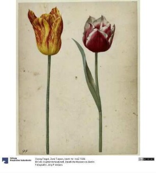 Zwei Tulpen