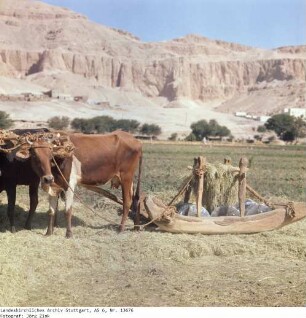 Ägypten: Erntearbeiten
