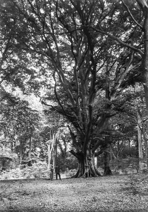 Rügener Wald : Ein sehr alter großer Baum in einem Wald auf Rügen.