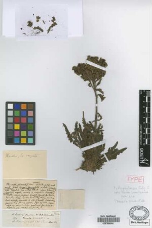 Phacelia pinnatifida Griseb. ex Wedd. [holotype]