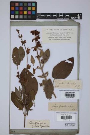 Salvia officinalis L.