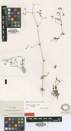 Galium pruinosum Boiss. [isotype]