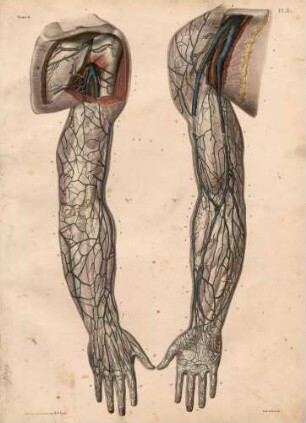 Obere Venen des Arms