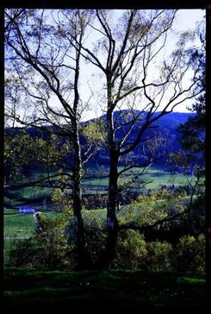 Kirchzarten: Birke, herbstlich