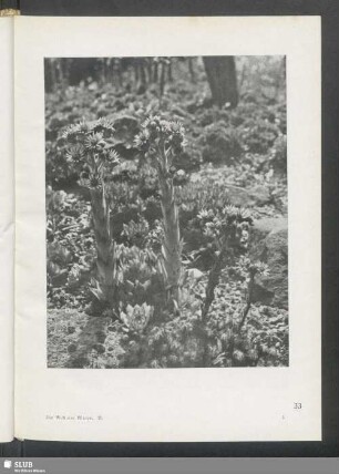Sempervivum tectorum
