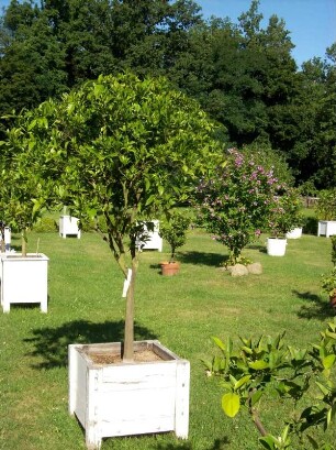 Oranienbaum: Schloßpark