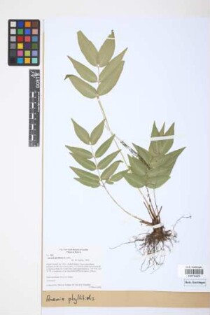 Anemia phyllitidis (L.) Sw.