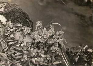 Wechselblättrige Milzkraut (Chrysosplenium alternifolium), auch Gold-Milzkraut, Wechselblatt-Milzkraut oder Krätzenblume am Bach im Wachwitzgrund