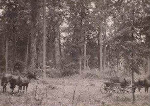 Jagdwagen : Kutsche in einem vorbildlichen Mischwald von Eiche, Buche, Hainbuche, Fichte und Kiefer im Plenterwald