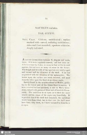 Nautilus radiatus. Tab. CCCLVI