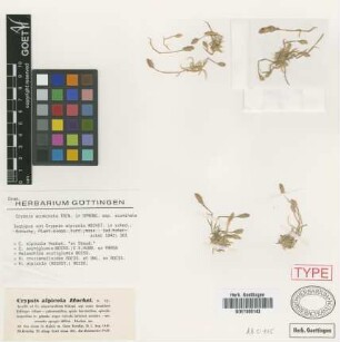 Crypsis alpicola Hochst. ex Steud. [isotype]