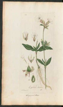 23. Lychnis dioica