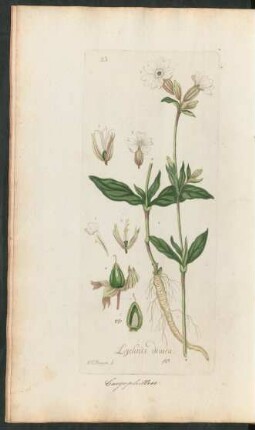 23. Lychnis dioica