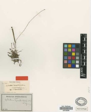 Epidendrum hymenodes Rchb.f.