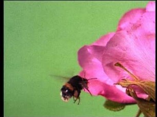 Verhaltensweisen der Steinhummel (Bombus lapidarius) beim Nestbau