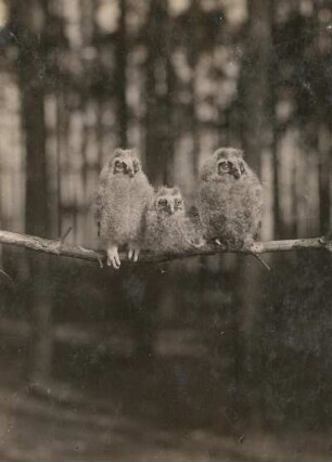 Waldohreule (Asio otus). Drei Jungvögel