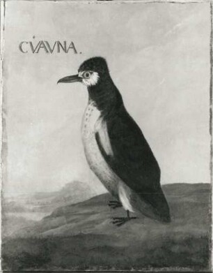 CVAVNA : CVAVNA. Öl auf Leinwand (1655/1663; A. Eckhout). Radebeul, Hoflößnitz, Berg- und Lusthaus, Festsaal (nach der Restaurierung)