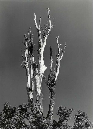 Dürrer Baum
